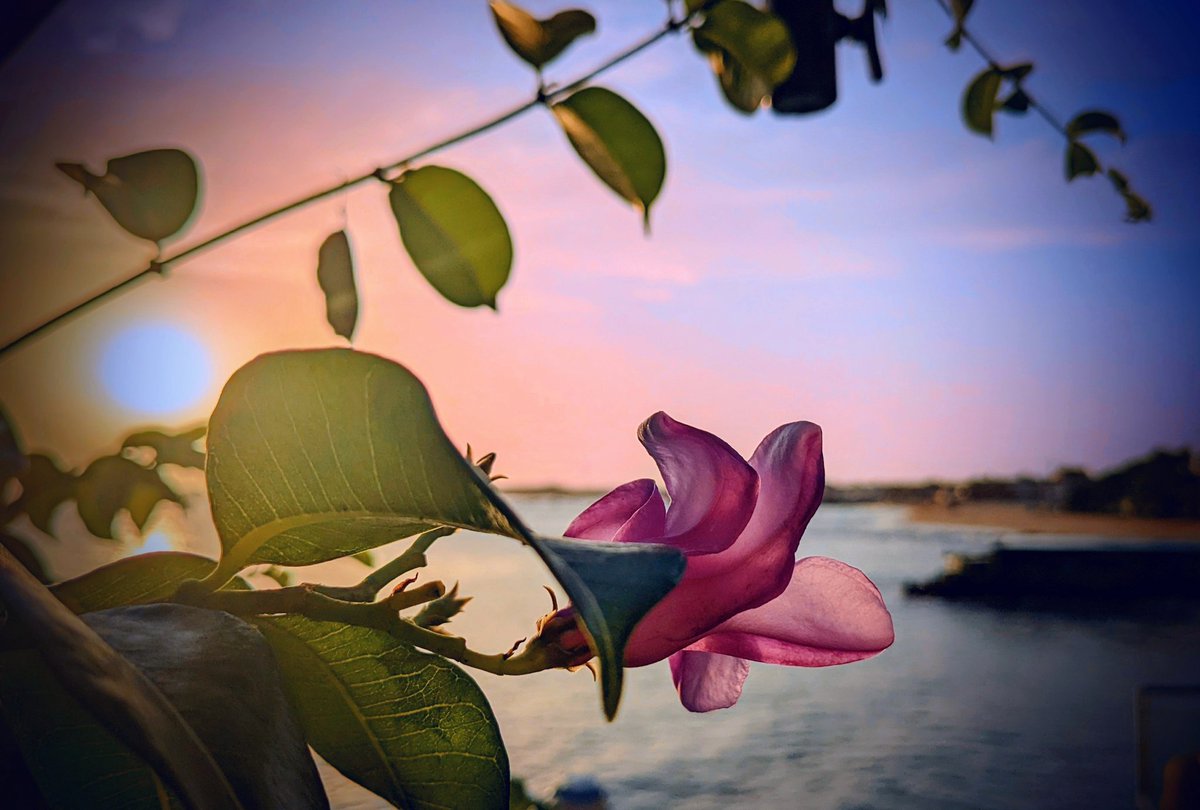 PhotosCabo's tweet photo. " Welcome to Paradise" 
Wherever my travels may lead, paradise is where I am🏝️ 
~~~~~

#caboverde
#Paradise  #sunsets
 #travelphotography #santamariasal #LiveLife #photogtapher #getoutside #lifesabeach #vacations #holidays #relax #tourism https://t.co/ciyiHCdN4q