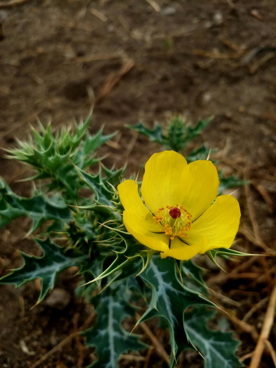 CaptianSamir's tweet photo. That's called life when you rise and bloom even if you are surrounded by thorns...
_samirmulla https://t.co/YYQ8FvYDzb
