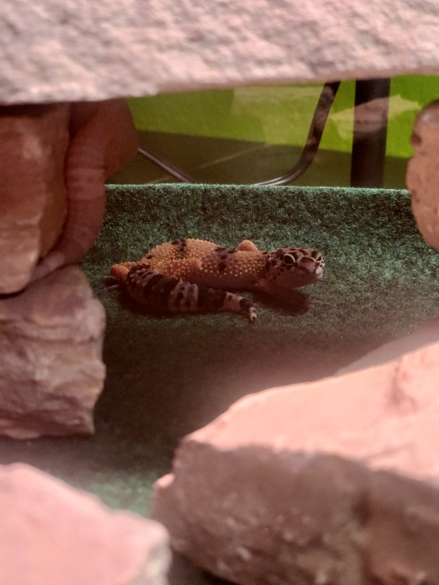 Holland_Middle_Ag tweet media