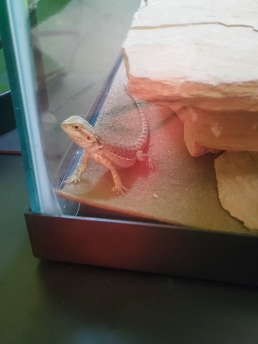 Holland_Middle_Ag tweet media