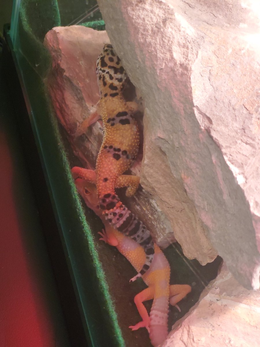 Holland_Middle_Ag tweet media