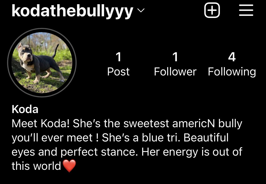kodathebully69's tweet photo. @instagram 

#americanbully4life #pocketbullys #americanbulldogsofinstagram #bullymagazine #bullybreed #bullylifetv #bullysquad #americanbulldogsofig #americanbullyunited #abkcworldwide #abkcstrong #abkcdogs #luckyluciano #tricolorbully #topnothbullies https://t.co/OYaNfFJ5Hk
