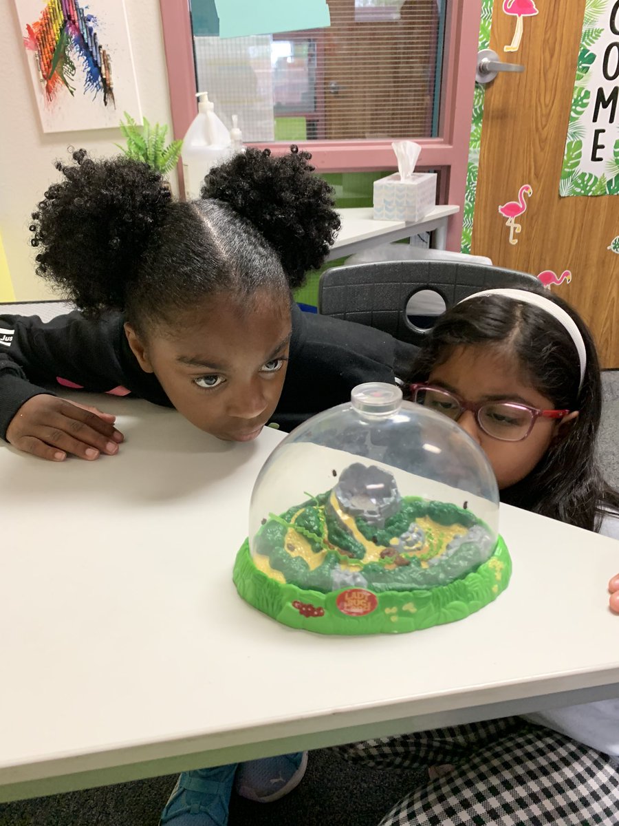 MrsFreeman3rd's tweet photo. We loved watching our ladybugs go through the life cycle process!🐞 @DCEtrailblazers https://t.co/TbFJHRRHjQ