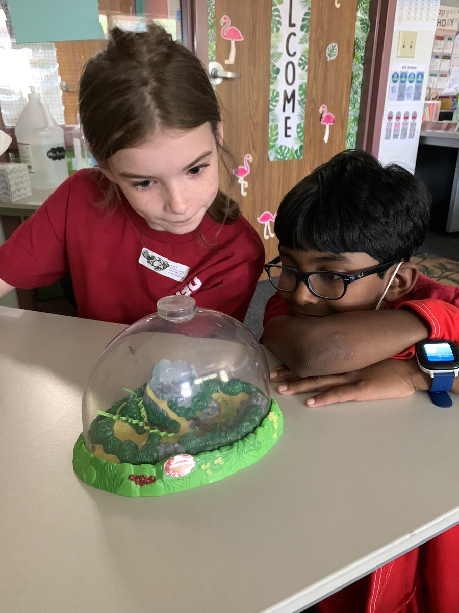 MrsFreeman3rd's tweet photo. We loved watching our ladybugs go through the life cycle process!🐞 @DCEtrailblazers https://t.co/TbFJHRRHjQ