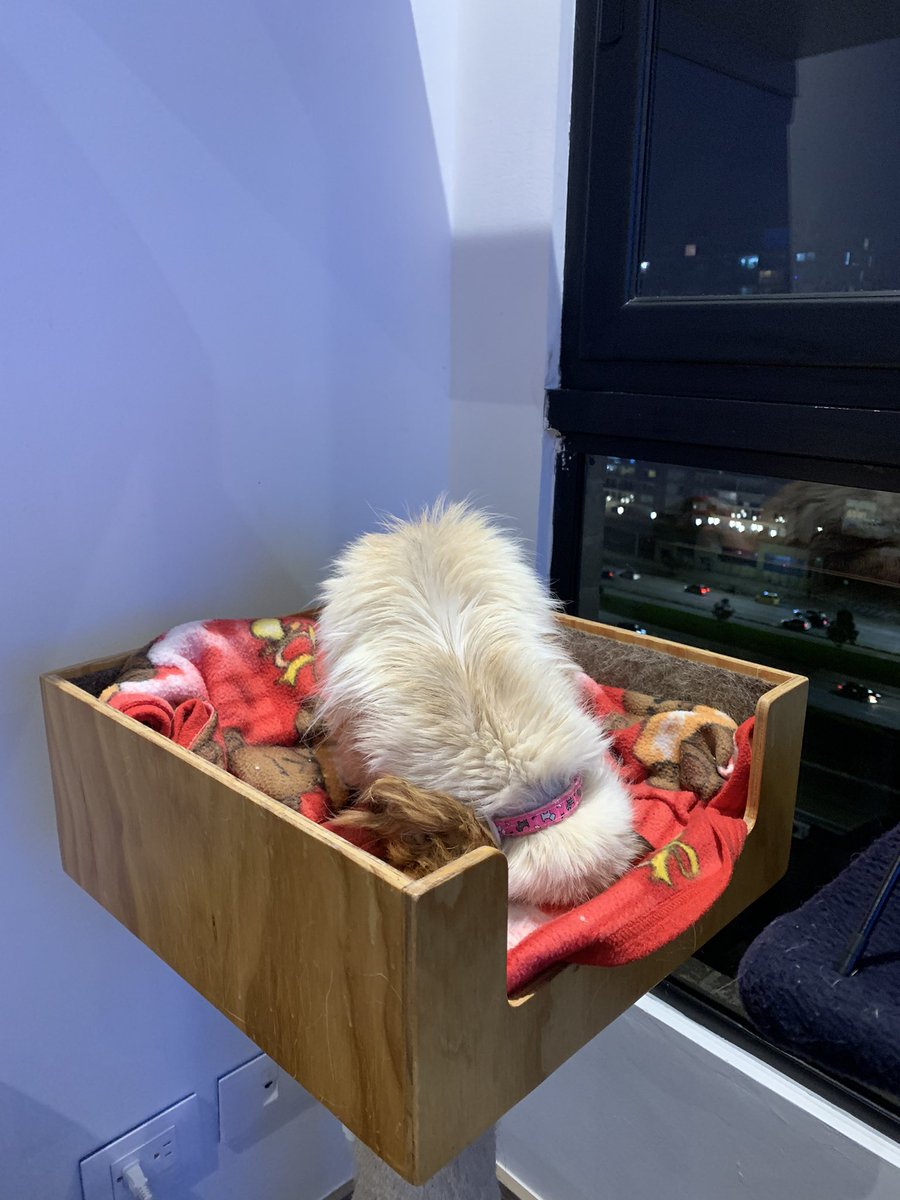 Danitovar's tweet photo. Básicamente, mi gata duerme con la cabeza entre las rodillas 🥰🥰🥰 
Elasticidad 10 de 10 para sus casi 18 añitos! #CatsOfTwitter #SiamesCat https://t.co/gQkcVtcb7J