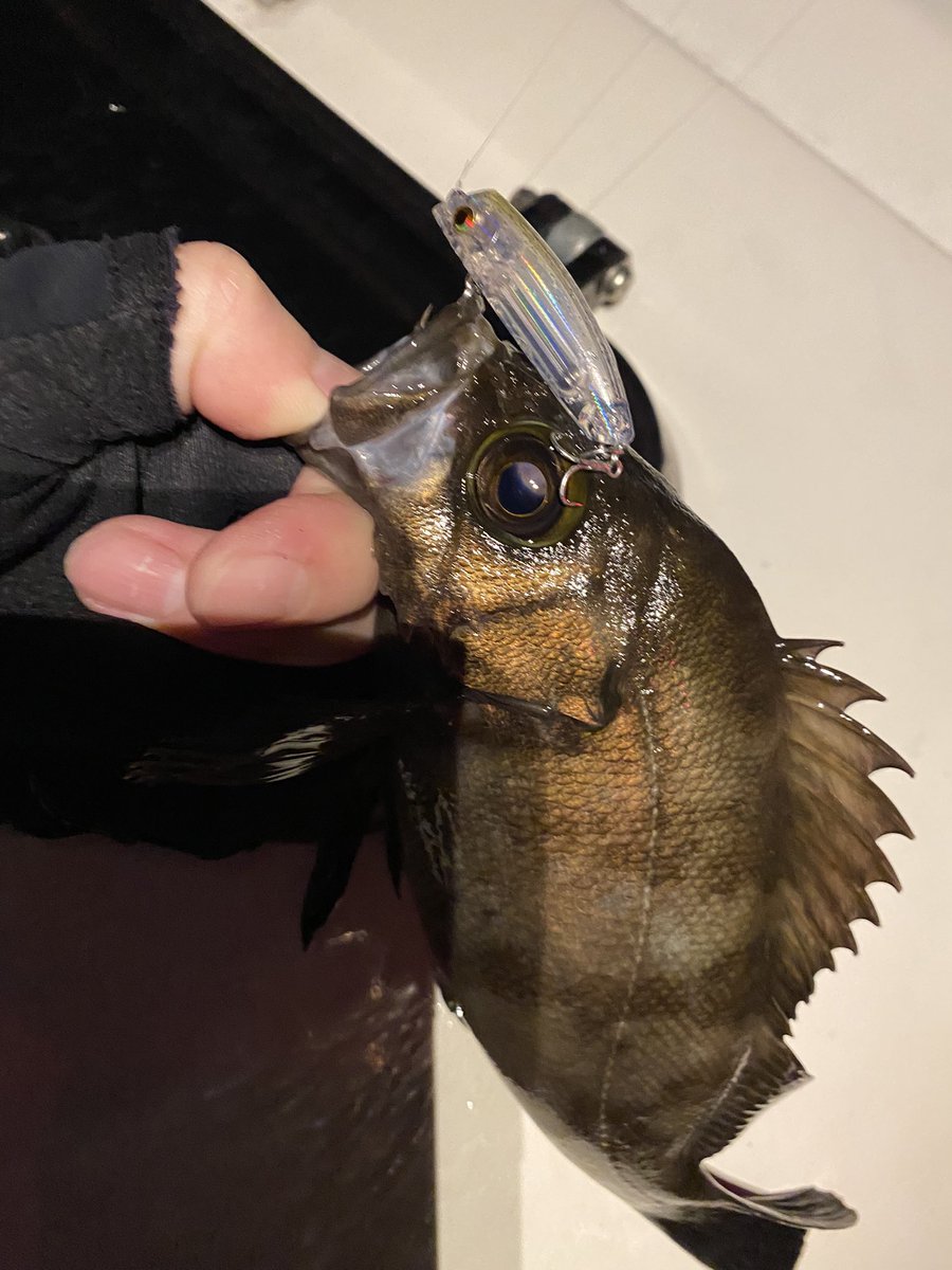 chikamori0403's tweet photo. 昨夜のメバル船。
今回はハクパターンになってたので、ボイルしまくり。プラグにも反応が良かったので凄く楽しい😌
ポッパーにしたらカサゴが釣れたのは驚きでした(｡･ω･｡)
#YAMAGABlanks
#BlueCurrent3 
#ブルーカレント3
#ソアレXRC2000SSPG 
#四日市メバル
#メバル
#冷凍メバルのストック増える https://t.co/zi9EnQ3YnT