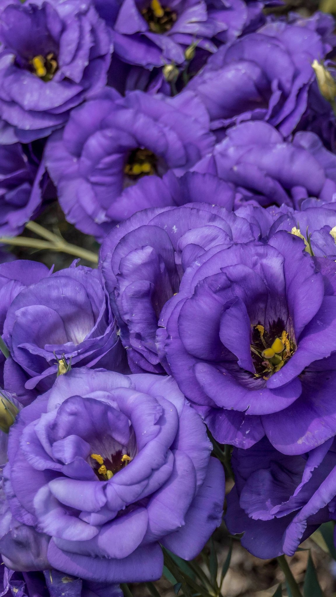 Эустома Адвантаж Purple