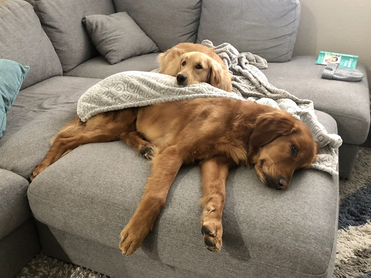 NJCulbertson's tweet photo. @WolfeyGlick Jaxson and Nala https://t.co/Uk48K9tKaw