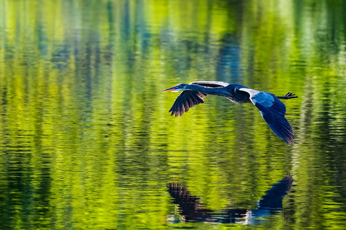 MotleyFuru's tweet photo. RT @Charles08950590: On a mission

#HoCoMd #ColumbiaMD #birdwatching
#NaturePhotography #lakeloop #birdsoftwitter 
 #nature  #birds #SonyAlpha #wildlife #BirdTwitter  #WildeLake #heron #SonyAlpha  #wildlifephotography #birding #birdsofinstagram  #BirdsPh… https://t.co/wsYMNZo3Yo