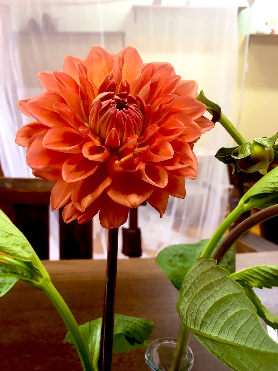 今週のお花💐
🏵ダリア
*･*:.｡.｡.:*･'･*.｡.:*･

連休疲れ、残っていませんか〜。

お花が一輪あるだけで、癒しになります。

#フリースペース #苅田 #ダリア #ゴールデンウィーク #癒しの時間
