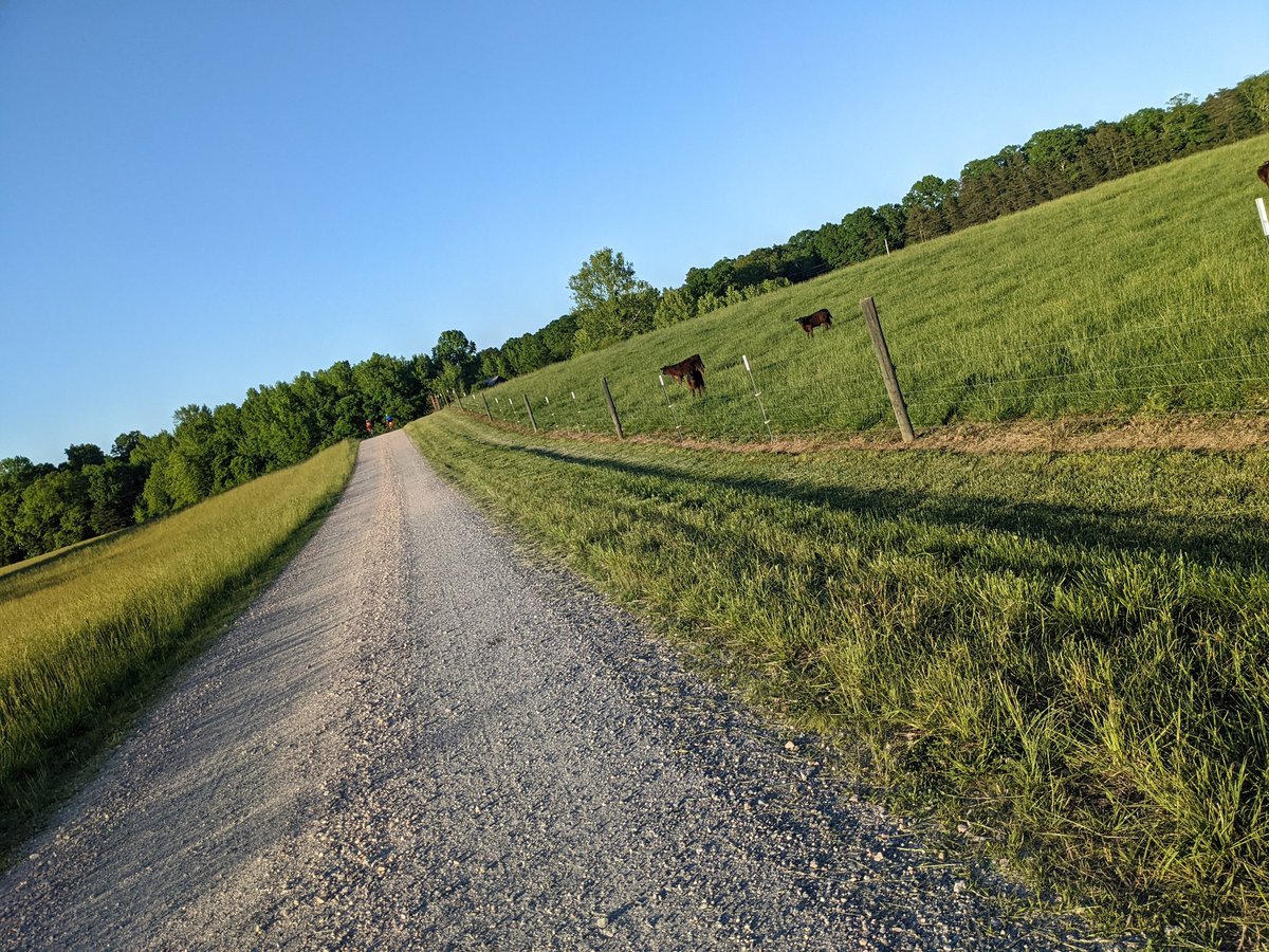 Vernlamern's tweet photo. Hey cows....have wheels, will #travelforgravel 
@roswellbicycles #gravel #gravelbike https://t.co/CBovPxaaQr