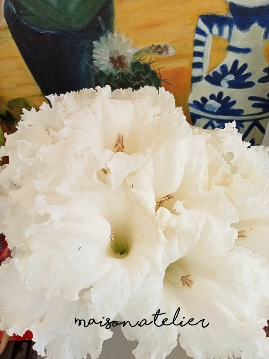 sous_lune's tweet photo. "One fine morning...": Flowers of Trumpet tree & what's happening in my garden ยถยถ
#fleurs #flowers #flowerlovers #trumpettree #fleursonata https://t.co/qXG4oqBMKR