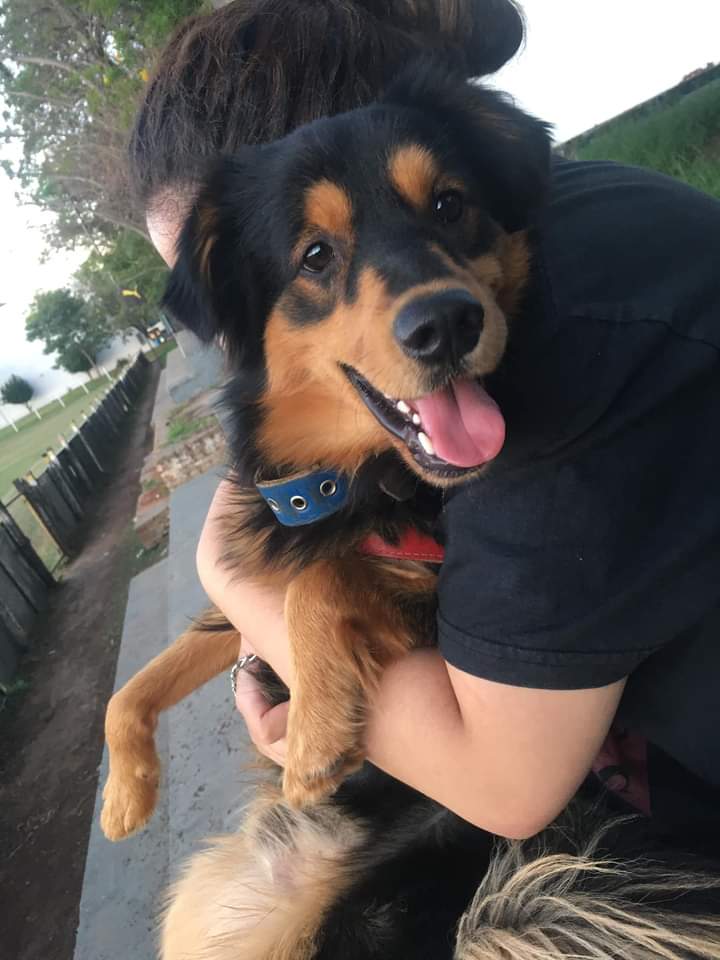patitaperdidas's tweet photo. Desde el 18 de abril no sabemos nada de el, cualquier cosa al 0981883842, se llama pitter, es una mezcla de rottweiler con golden, Tiene un collar rojo , OFRECEMOS RECOMPENSA!! Zona carmelitas https://t.co/s5BS8me6b4