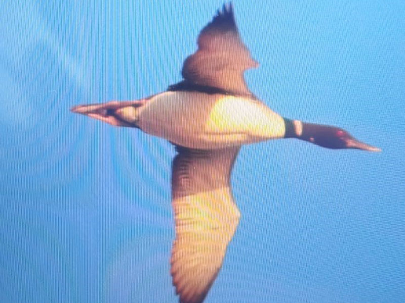 birdinglatvia's tweet photo. This morning 3rd for Latvia Great Northern Loon (Gavia immer) flew N over Kolka Cape, Talsi county. Observed by E. Smislovs et al. 📸 (BOC) E. Smislovs.
@TarsigerTeam https://t.co/uwwc1LzFrS