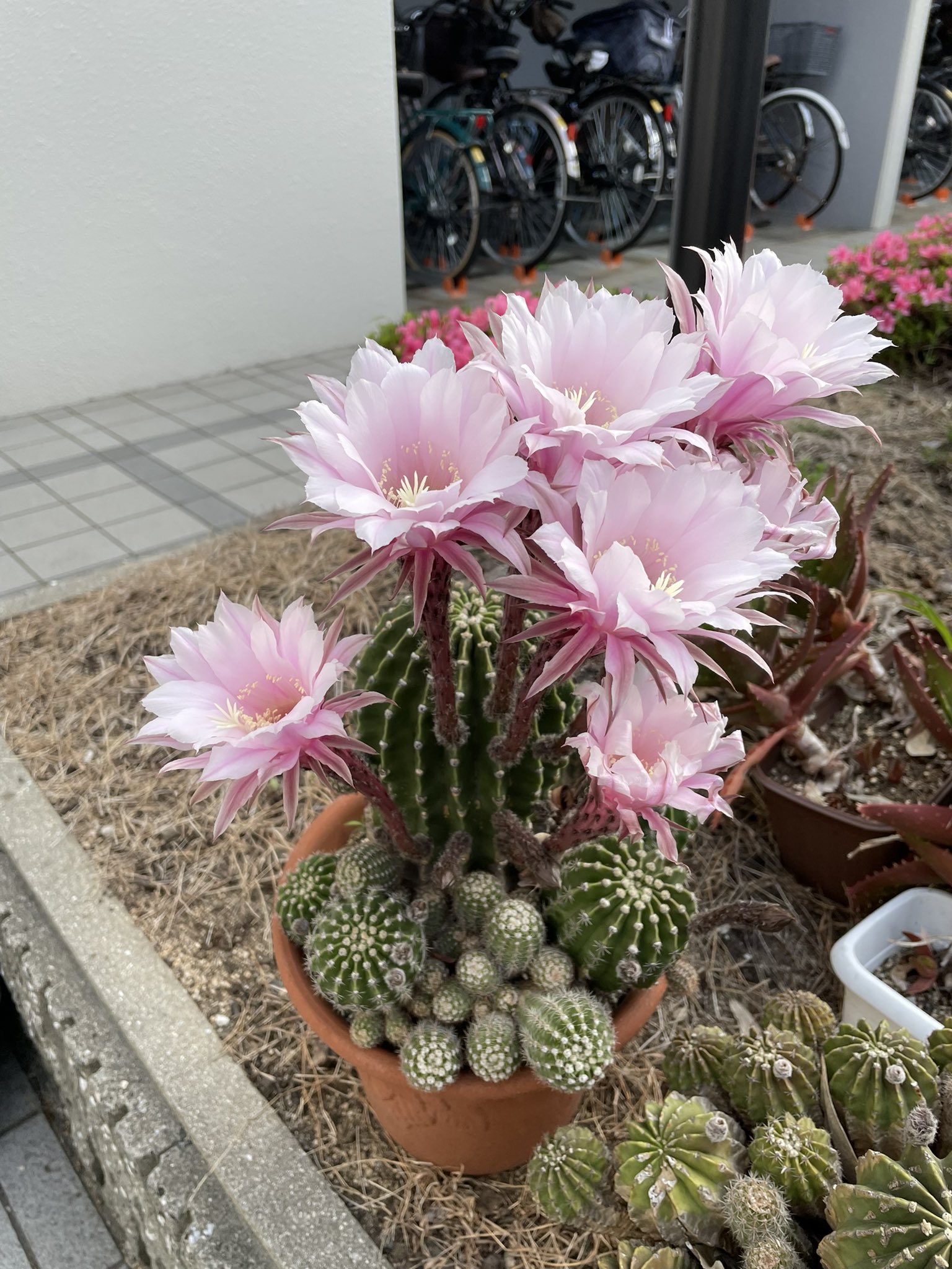 アキちゃんとゆみ 珍しいのでツイートします マンションの下にあるサボテンが花を咲かしていました すごく華麗な花ですね T Co D0ljjsvsgn Twitter
