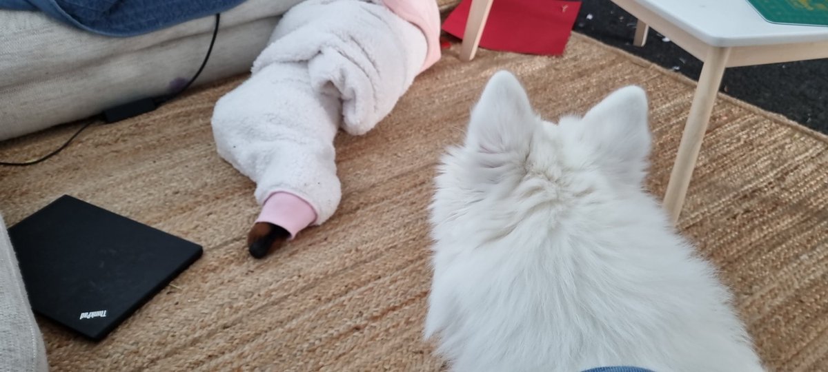 Fobski's tweet image. Bella has had enough of the pup and has sausaged the fuck out.

#findthedog