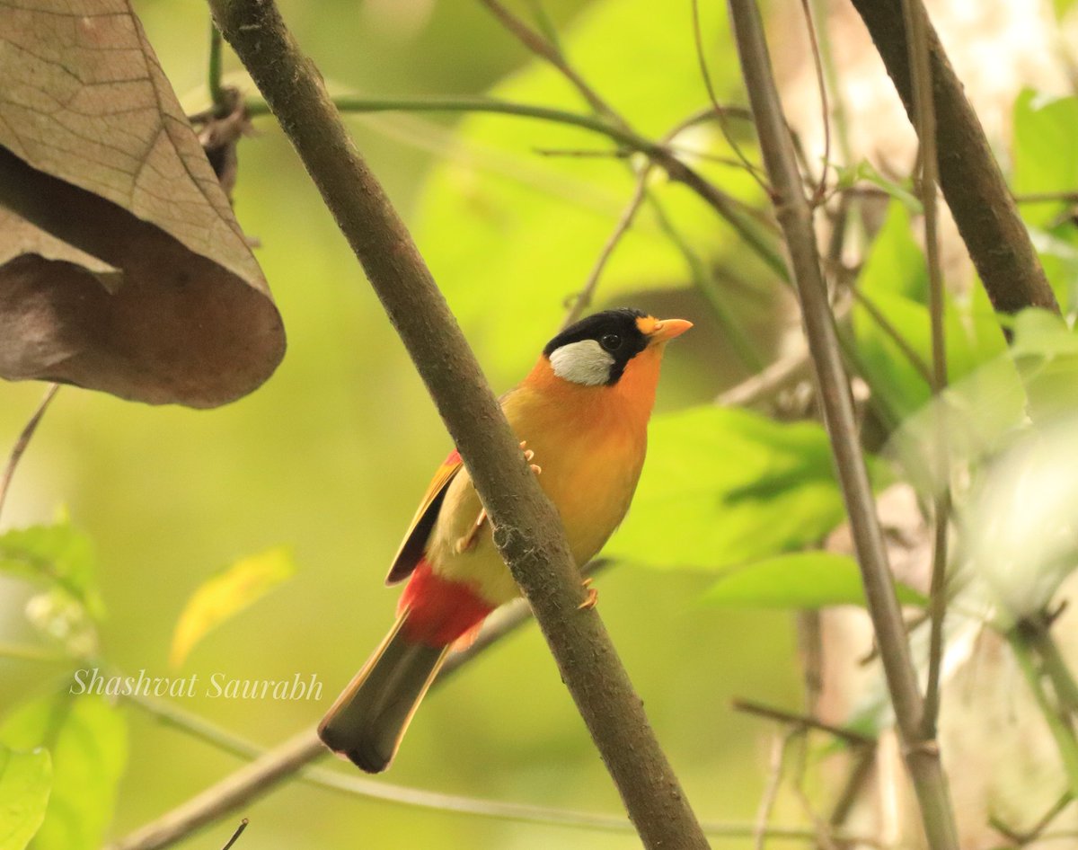 shashvat_IAS's tweet photo. The Silver-eared Mesia bird spotted near Byorung Bridge in #Yingkiong, #UpperSiang.
@MyGovArunachal @ArunachalTsm #birdsofarunachal #IndiAves #birds #conserve #wildlife #biodiversity
#goodmorning #ArunachalPradesh https://t.co/98Y5piKkIE