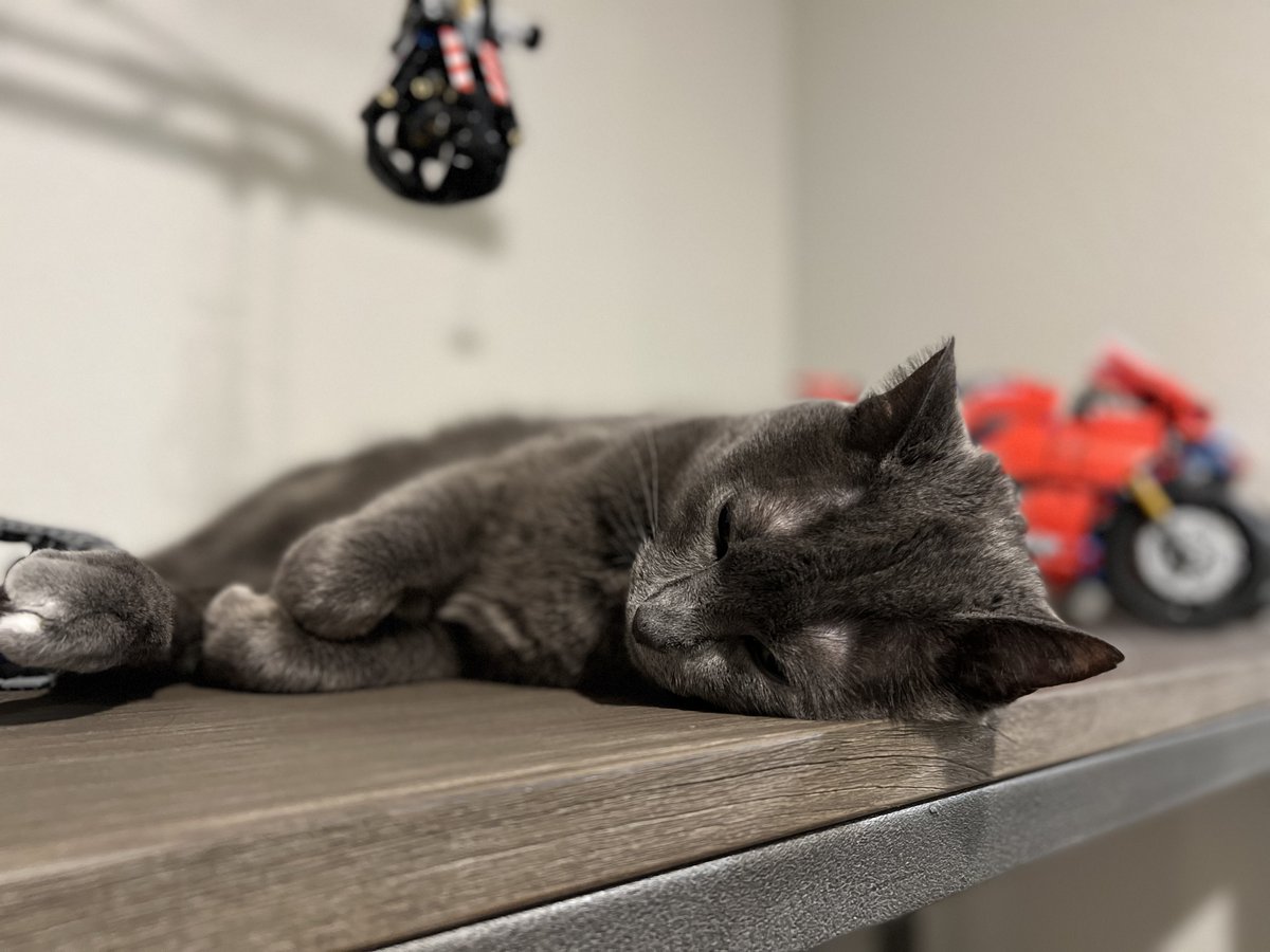gandalf_meow's tweet photo. Passed out waiting for my human to get done with his work... good night 💤❤️🐈‍⬛

#猫 #Cats #CatsOfTwitter https://t.co/FWHAiQZNuU