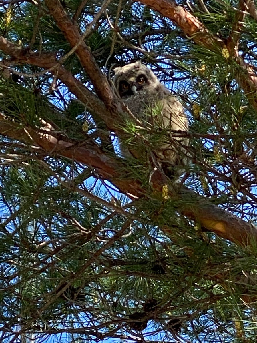 AIZUTechnoAca's tweet photo. 【#ミミズク 観察日記5/10】
ミミズクの赤ちゃんは、今日も元気な姿を見せてくれました!
人が近くを通ると、じーっと人間を見ています。

#福島県　#会津　#学校　#短大　#専門学校　#職業訓練　#テクノアカデミー #ミミズクの雛 #モフモフ #いい天気 https://t.co/Z4qKrngYBx