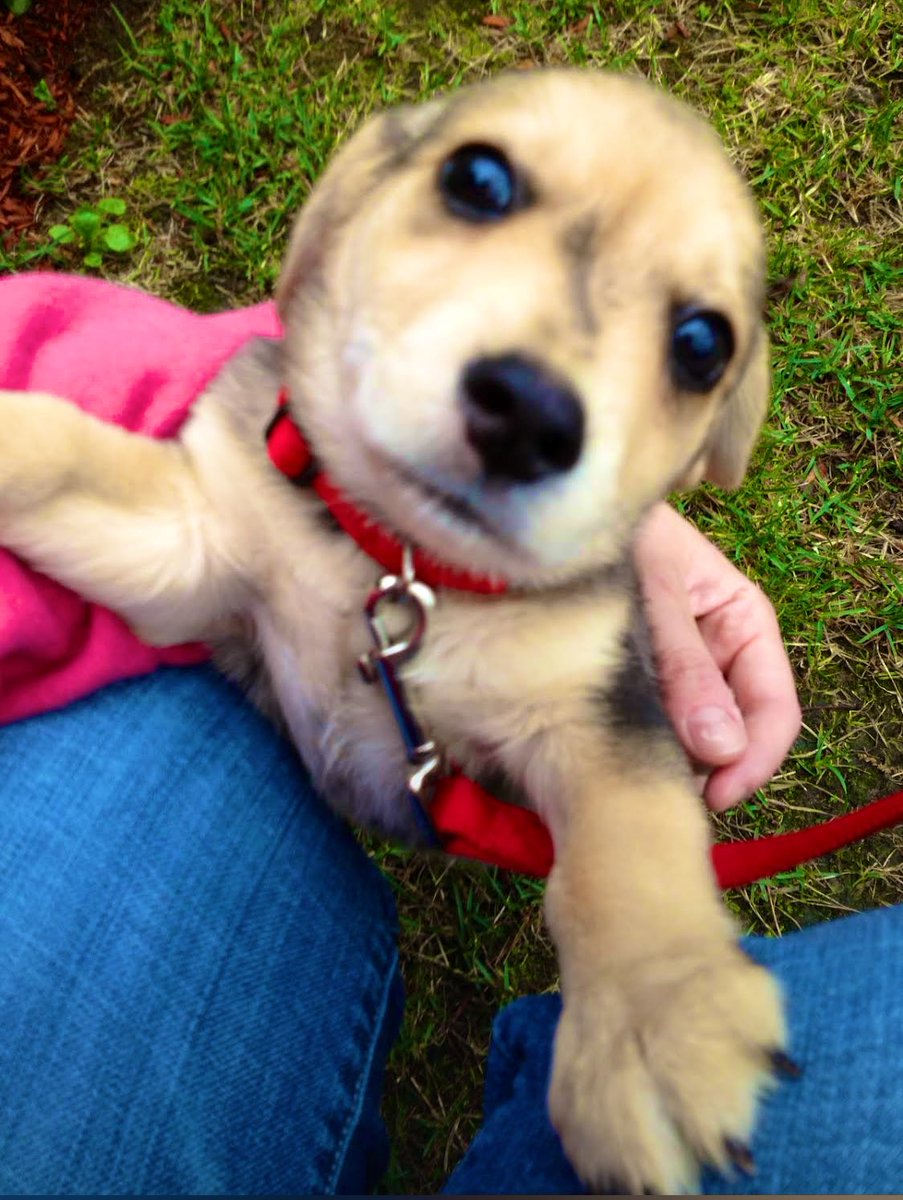 LouiePBO's tweet photo. I’ve been hangin with my parents for a full decade as of today 🎉 I was 5lbs back then, and very dappled 🥹 #DogsOfTwitter #Dogs #MrDapples #GotchaDay #Puppy #LouCrew https://t.co/8nR9cLrJzC