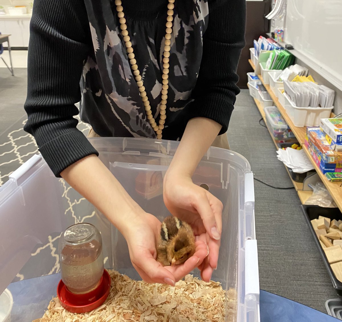 mscasas_teach's tweet photo. BABY CHICKS 🐥🧡 We have an Australorp chick and Welsummer  chick. https://t.co/NjvjjRS3xf
