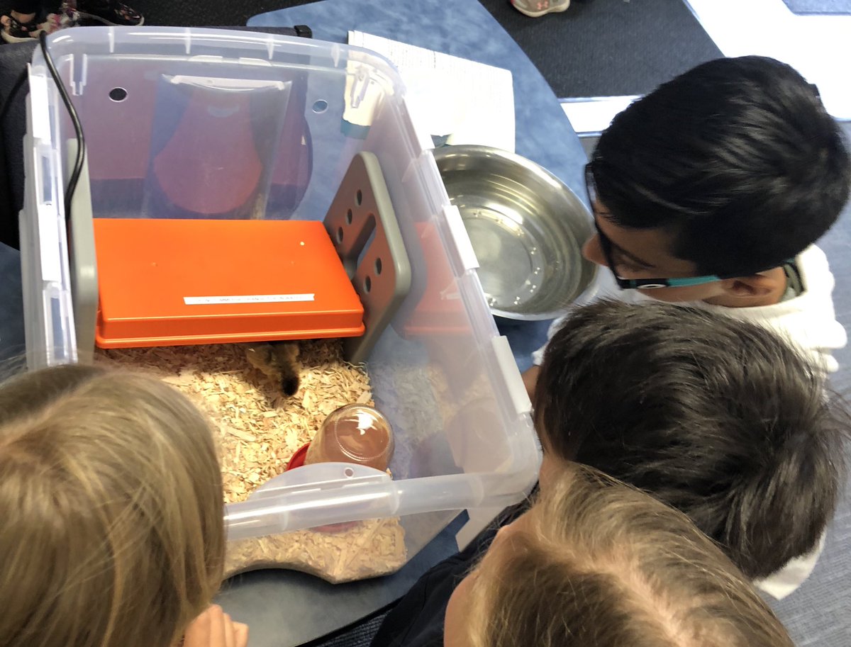 mscasas_teach's tweet photo. BABY CHICKS 🐥🧡 We have an Australorp chick and Welsummer  chick. https://t.co/NjvjjRS3xf