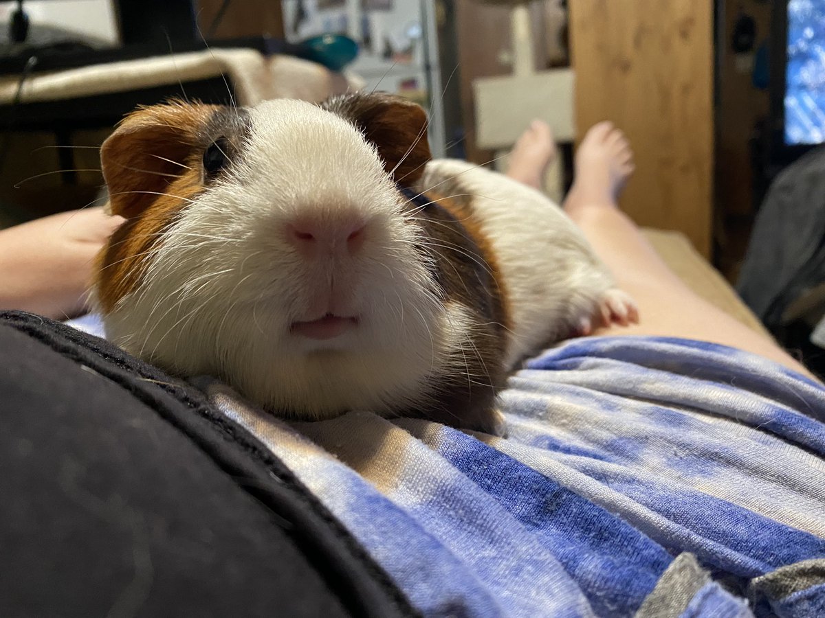 GingerPeeg's tweet photo. Ears 
No ears https://t.co/v6PBpiWAri