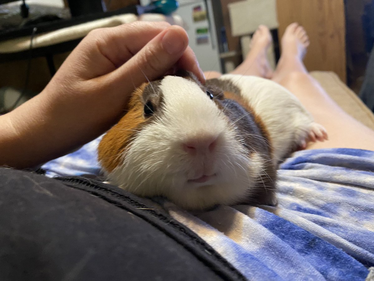 GingerPeeg's tweet photo. Ears 
No ears https://t.co/v6PBpiWAri
