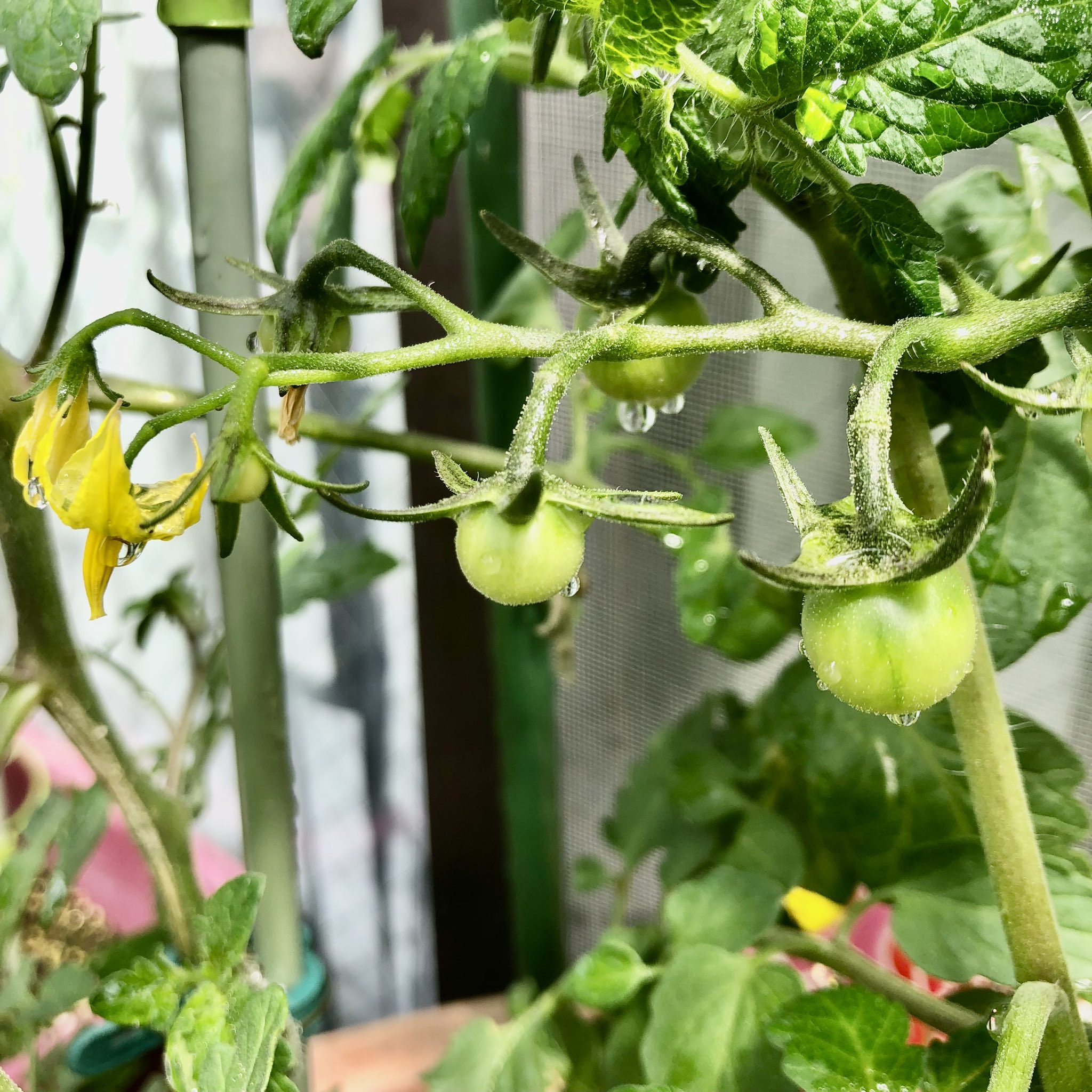 Momooo ミニトマト こあまちゃん ちーーーっちゃいトマトできてたー カワイイ ズッキーニさんもついに花芽がいっぱい ズッキーニは花が咲いてから実がなるまで早いから楽しみすぎる ベランダガーデン 家庭菜園 ミニトマト栽培 こあまちゃん