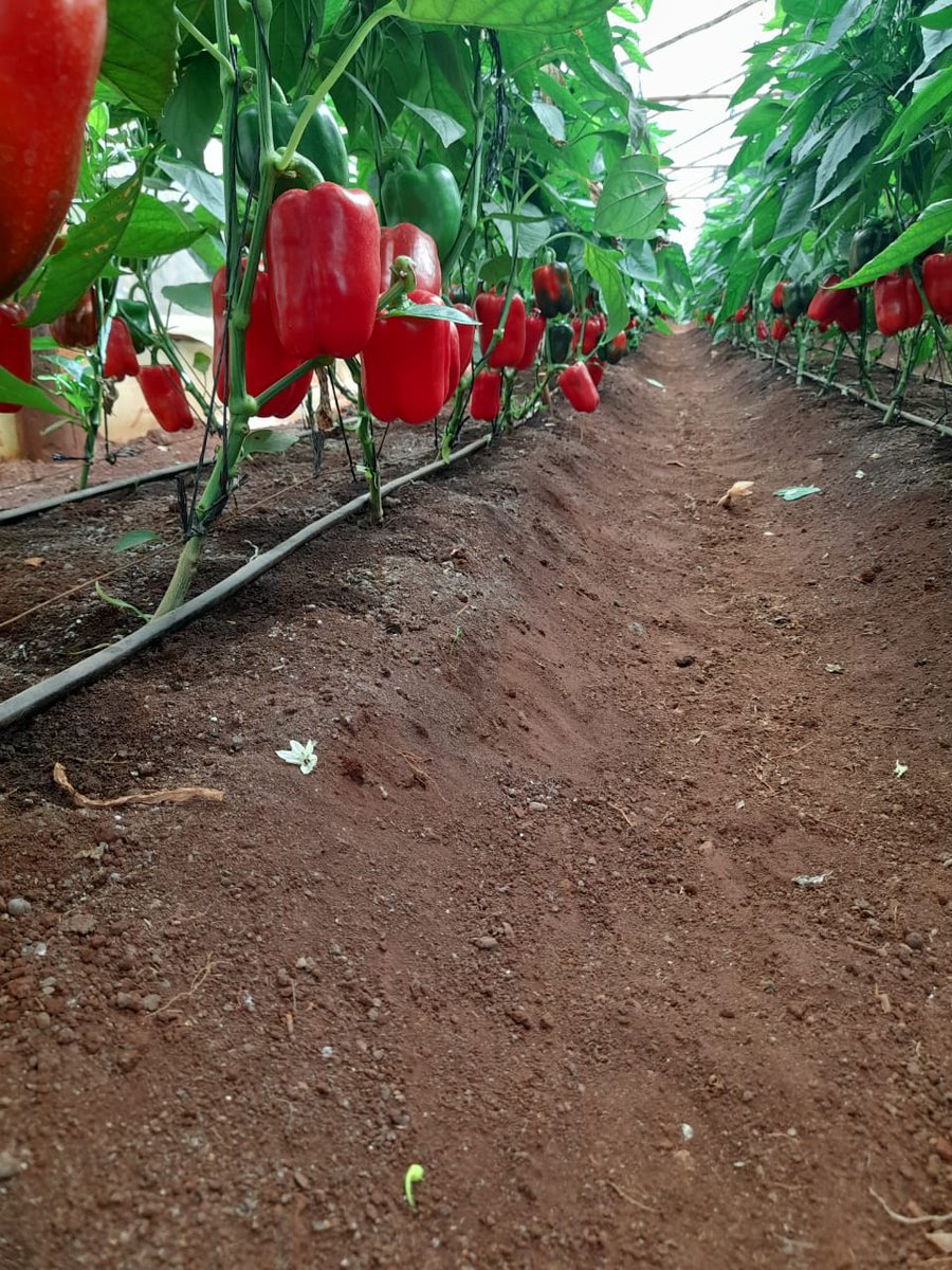 Farm With Fred tweet media