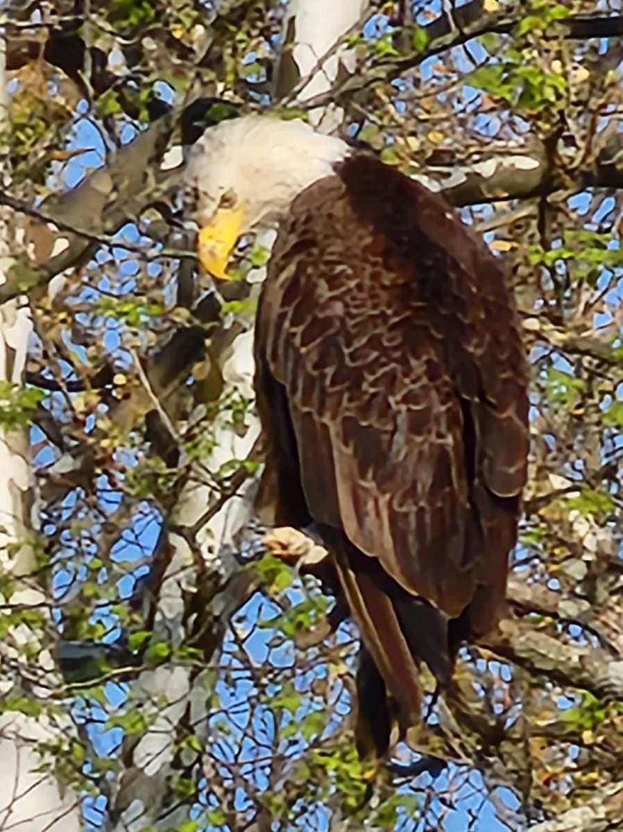 cattle_w's tweet photo. Seen this Bald Eagle last evening.... Very beautiful in my opinion https://t.co/mlJaih0ylN