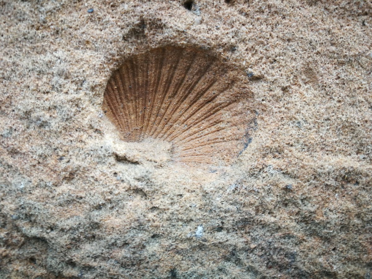 Nie trzeba wędrować po dawnych wyrobiskach piaskowców, by znaleźć odciski muszli. Ten odcisk jest na piaskowcowej fasadzie ratusza w Kowarach :)