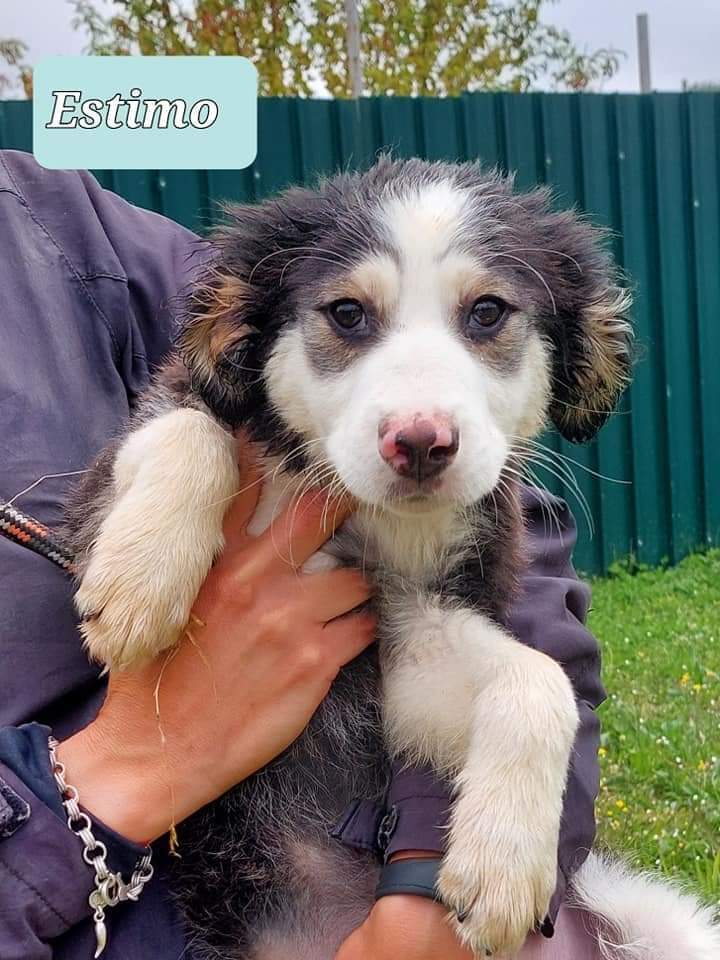 gliInvisibili's tweet photo. ❌CANILE di Mendicino - Cosenza ❌
EMERGENZA CUCCIOLI ‼️
#ESTIMO
#ENDRIN
#ELSA
#ESTON
Nati il 11.01.2022 futura taglia media,si affidano con profilassi completa previo preaffido.
Per info lasciare messaggio WHATSAPP
Natasha 328 721 6035
Amy 3481343975 https://t.co/DYmUU8ws12