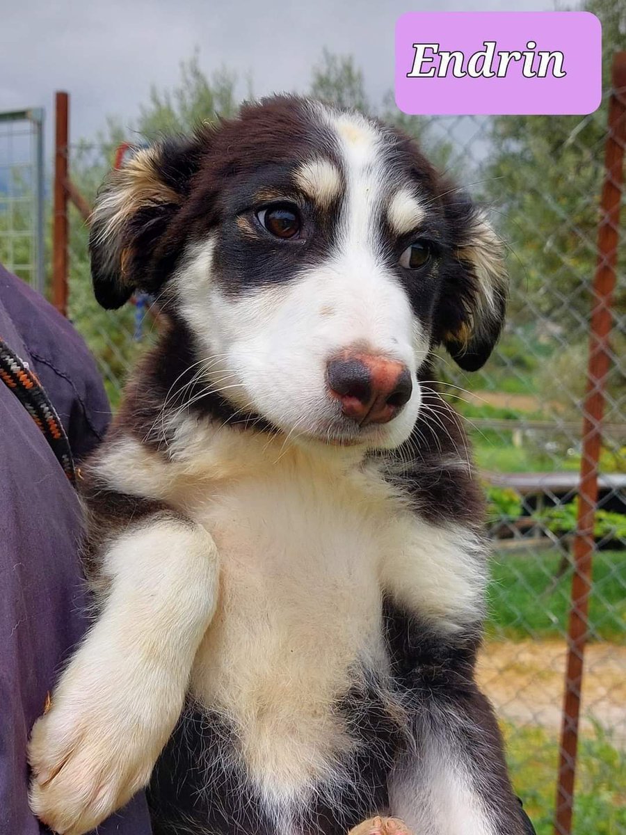 gliInvisibili's tweet photo. ❌CANILE di Mendicino - Cosenza ❌
EMERGENZA CUCCIOLI ‼️
#ESTIMO
#ENDRIN
#ELSA
#ESTON
Nati il 11.01.2022 futura taglia media,si affidano con profilassi completa previo preaffido.
Per info lasciare messaggio WHATSAPP
Natasha 328 721 6035
Amy 3481343975 https://t.co/NvvhgPdJaN