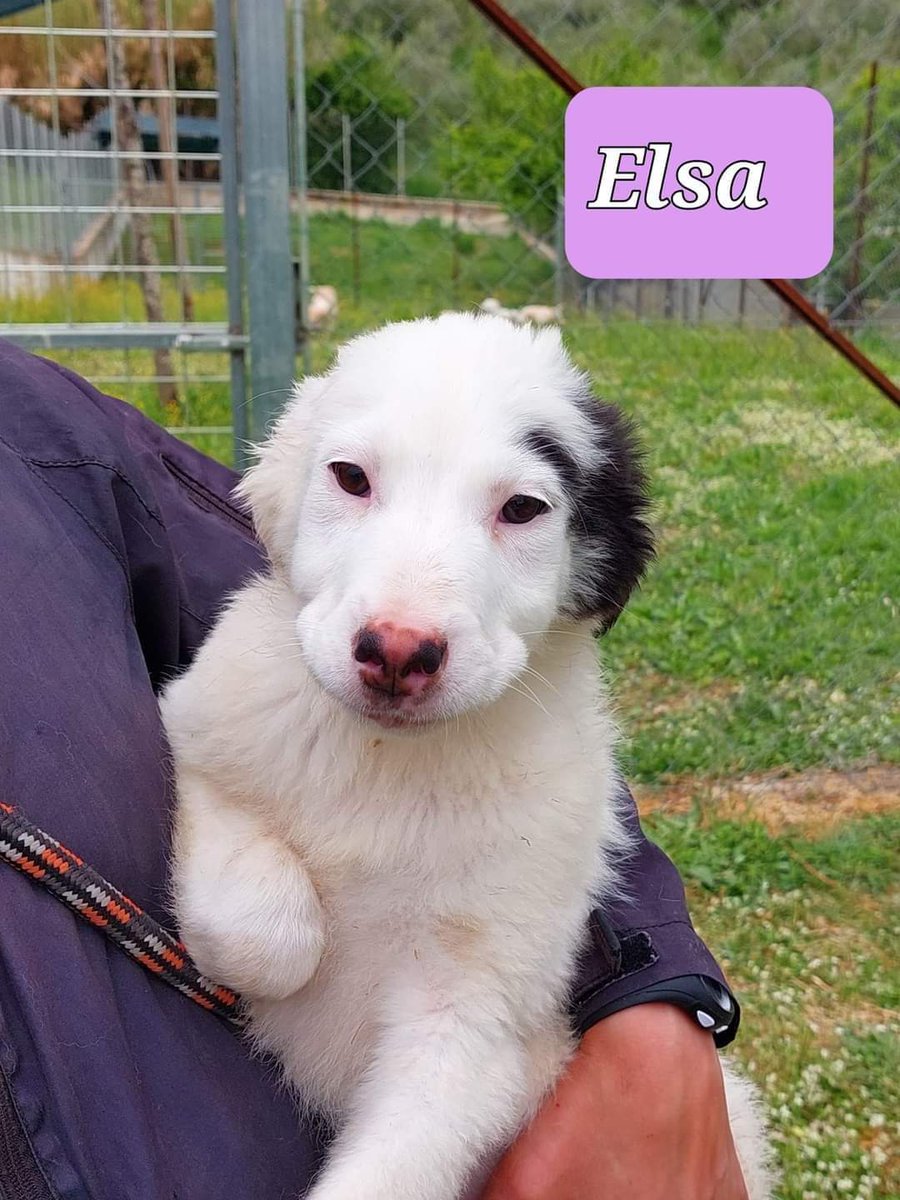 gliInvisibili's tweet photo. ❌CANILE di Mendicino - Cosenza ❌
EMERGENZA CUCCIOLI ‼️
#ESTIMO
#ENDRIN
#ELSA
#ESTON
Nati il 11.01.2022 futura taglia media,si affidano con profilassi completa previo preaffido.
Per info lasciare messaggio WHATSAPP
Natasha 328 721 6035
Amy 3481343975 https://t.co/nUZgwWBciJ