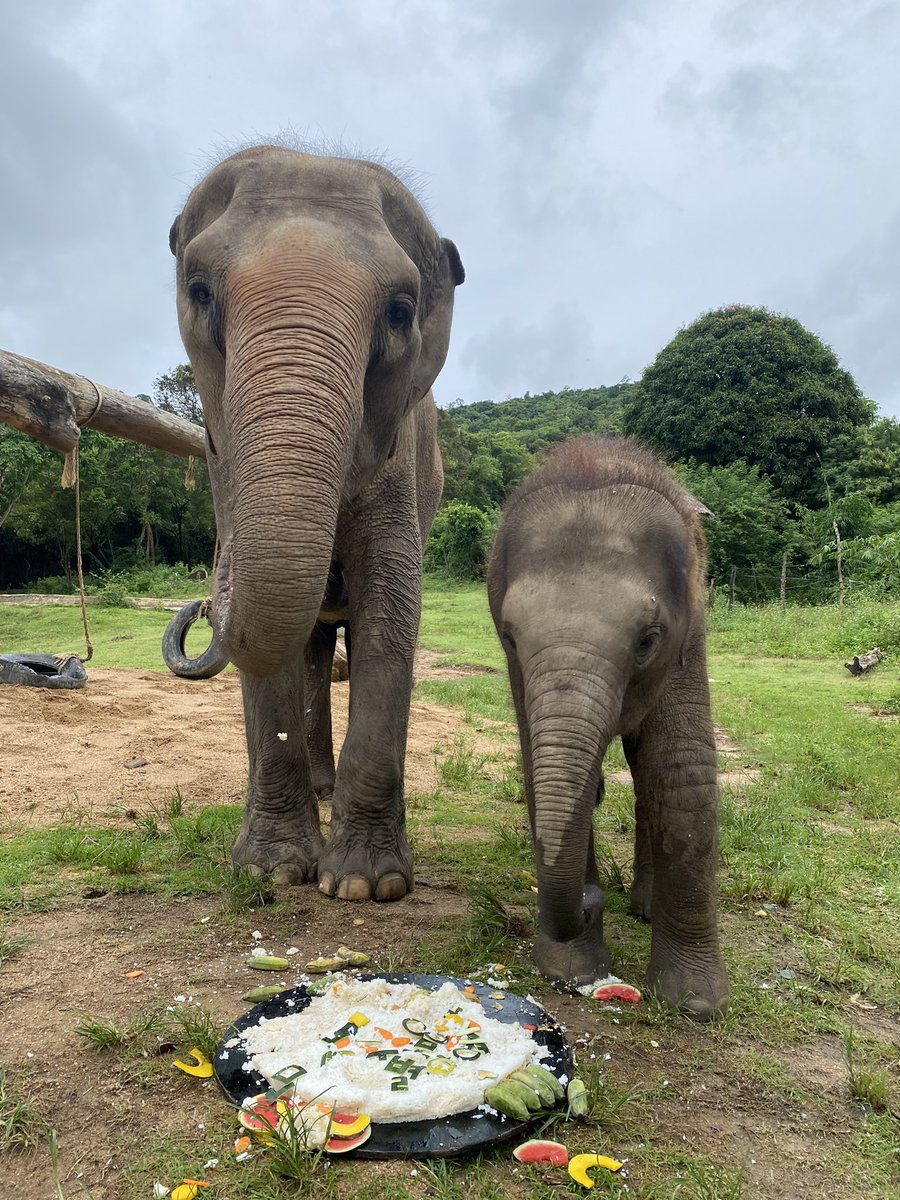 SamuiHaven's tweet photo. Baby elephant having cake with mommy ! 

#samuielephanthaven #elephant #baby https://t.co/PnavavDSW5