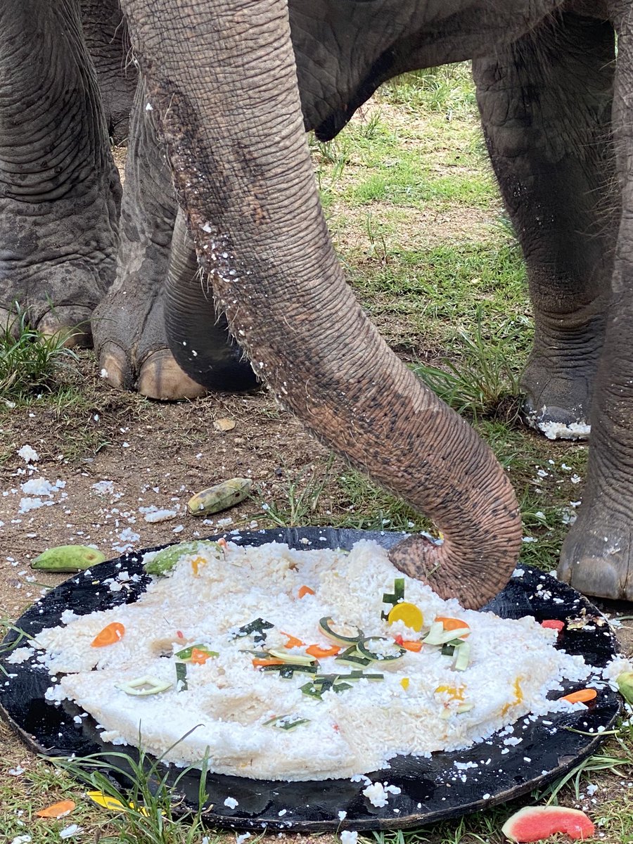SamuiHaven's tweet photo. Baby elephant having cake with mommy ! 

#samuielephanthaven #elephant #baby https://t.co/PnavavDSW5