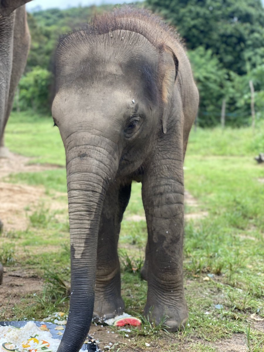 SamuiHaven's tweet photo. Baby elephant having cake with mommy ! 

#samuielephanthaven #elephant #baby https://t.co/PnavavDSW5