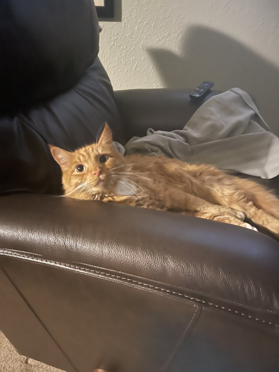 adjectives's tweet photo. Most expensive cat bed ever. https://t.co/iOmz1xPf1b