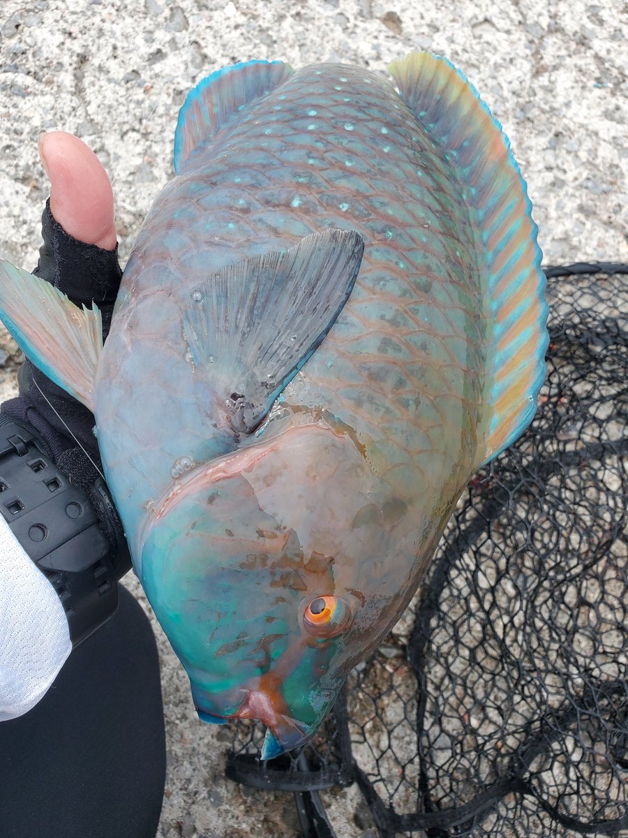 daisonfishing's tweet photo. 昨日の結果
やっぱりソルブレは最高
今年の尾長狙いはとりあえず終了します、今年も釣れてくれてありがとう👍️
もっと腕を上げて来年のシーズンに挑みます😏 https://t.co/9VQMoqF4og