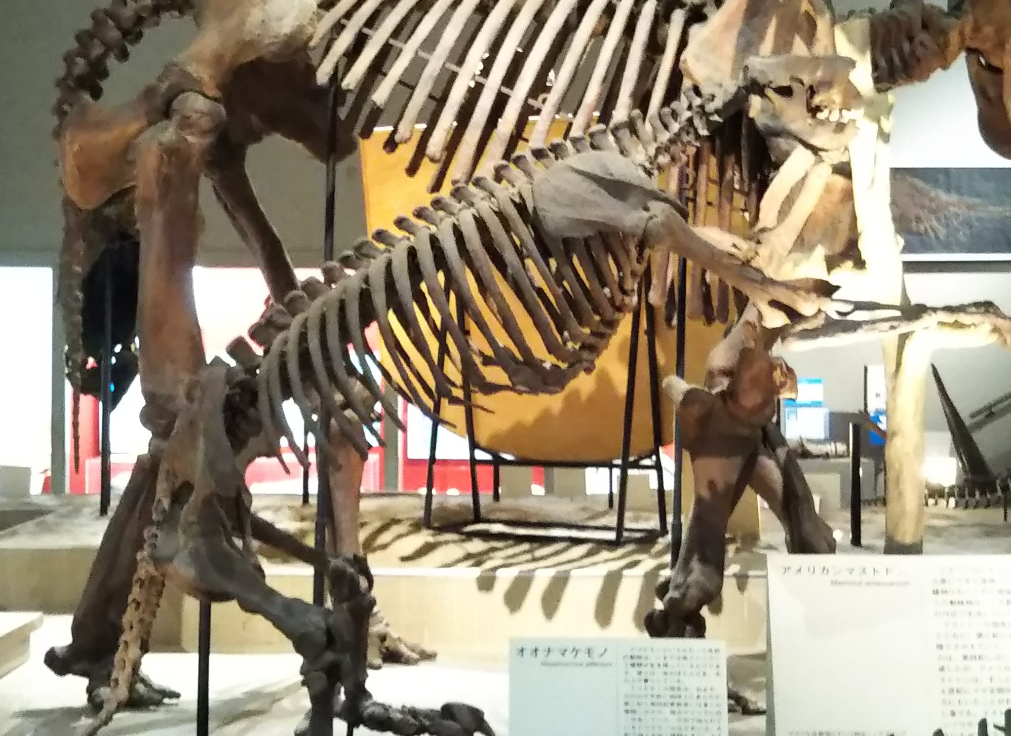 サトシ 火曜日は化石の日 メガテリウム 新生代第三紀前期鮮新世頃に南アメリカ大陸に生息していた 大きなナマケモノの近縁属です 学名は 巨大な獣 を意味します T Co F0cczoq1yv Twitter