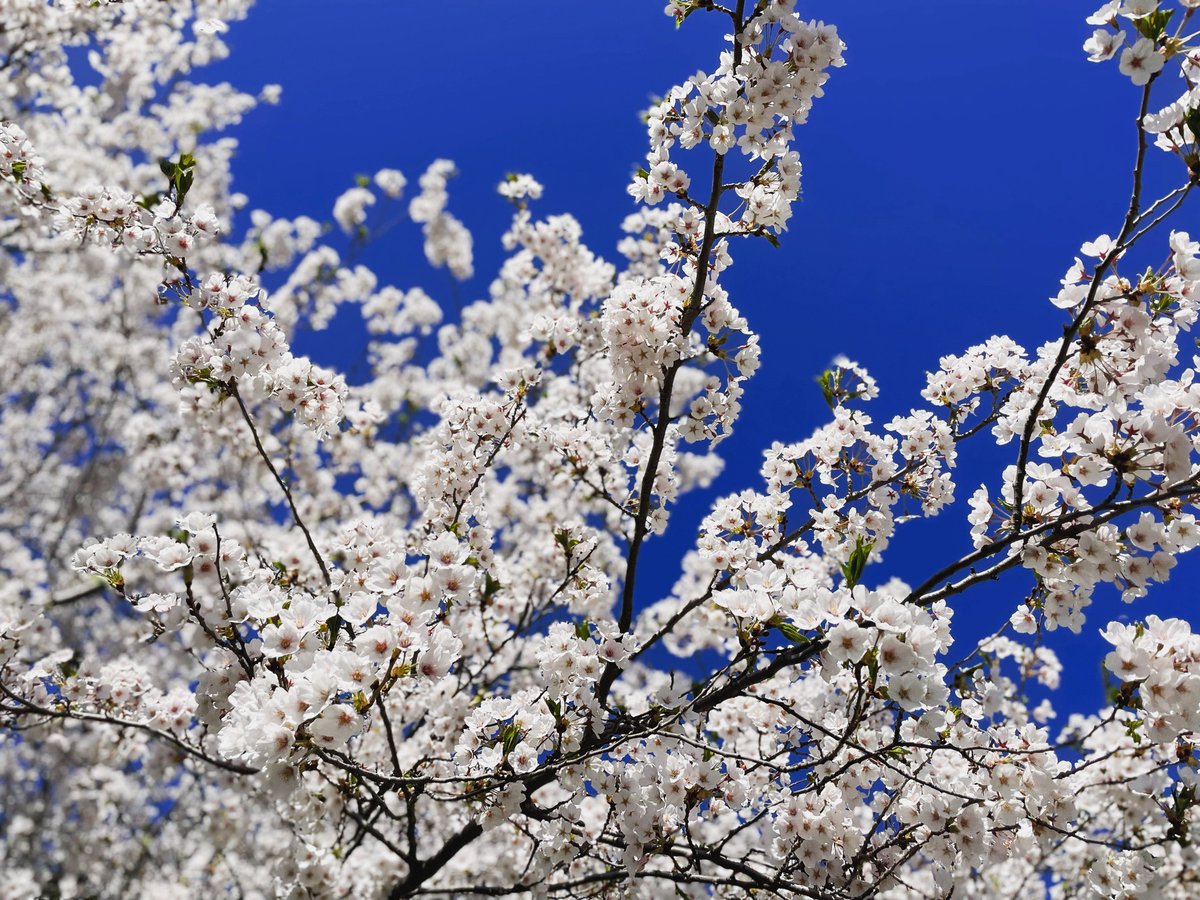 Sashathecattest's tweet photo. 벚꽃이 이제야 폈어요 🤍🌸🤍 https://t.co/hLMmsKTib3