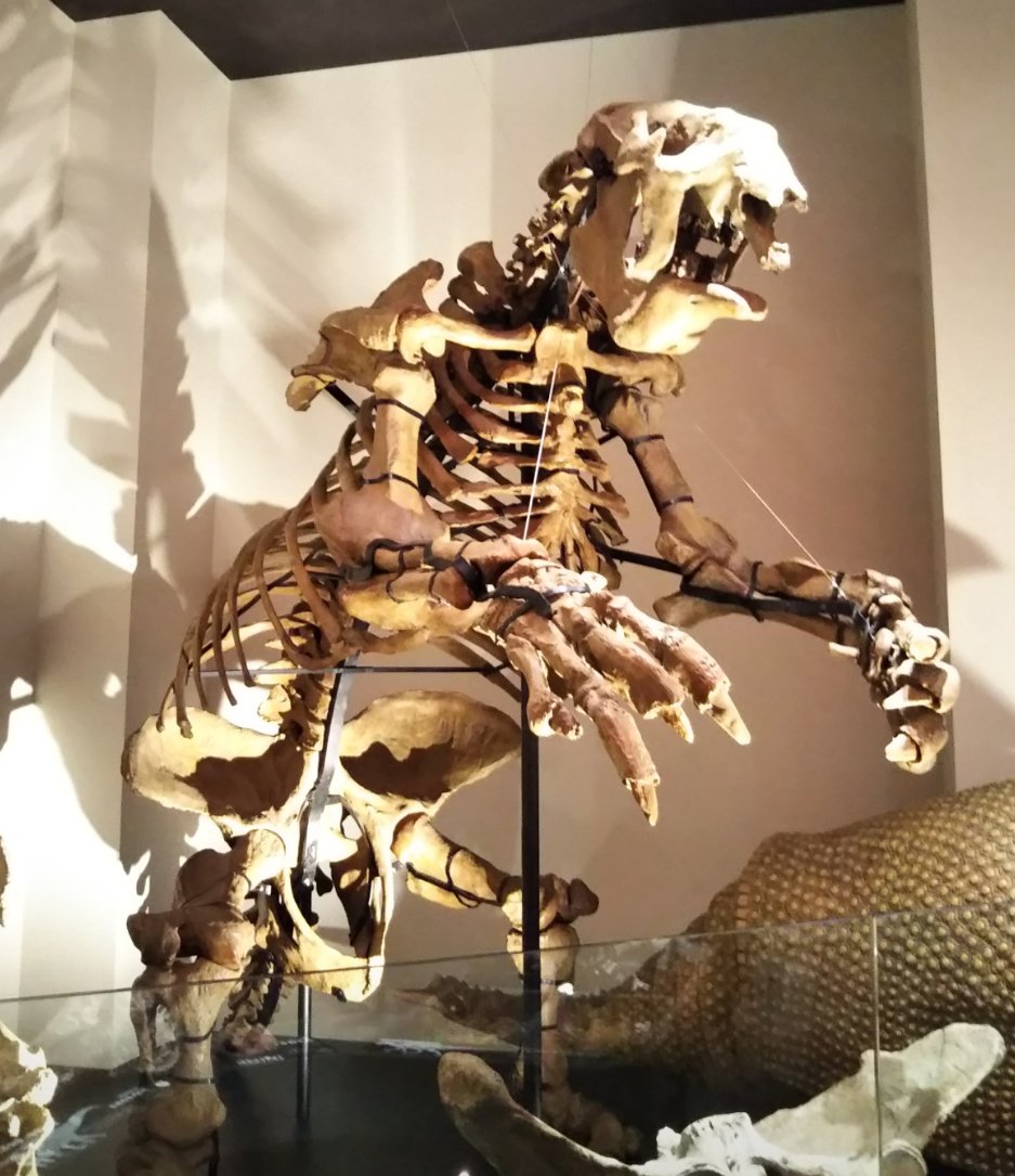 サトシ 火曜日は化石の日 メガテリウム 新生代第三紀前期鮮新世頃に南アメリカ大陸に生息していた 大きなナマケモノの近縁属です 学名は 巨大な獣 を意味します T Co F0cczoq1yv Twitter