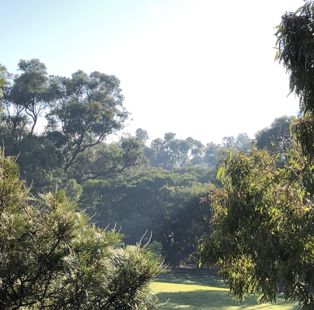 PublicSpacesWA's tweet photo. #JustAnotherDayInWA ruined by smoke from #prescribedburns.
@RogerCookMLA Perth’s clean air and clear blue skies use to be a tourism selling point. Will promotional material be modified to warn visitors about Perth’s regularly poor air quality? #PerthWA @TC_WA @WestAustralia #WA https://t.co/gnDqS7Gx2Q