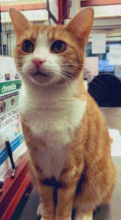TheStourbridge's tweet photo. Good Morning &amp; Welcome to Tuna Tuesday 

When you feel like giving up on today, remember the strength you used to get through yesterday, and the new possibilities tomorrow brings. 

You can get through today 🧡

#cats #CatsOfTwitter #CatsOnTwitter https://t.co/owPOrvrPe9