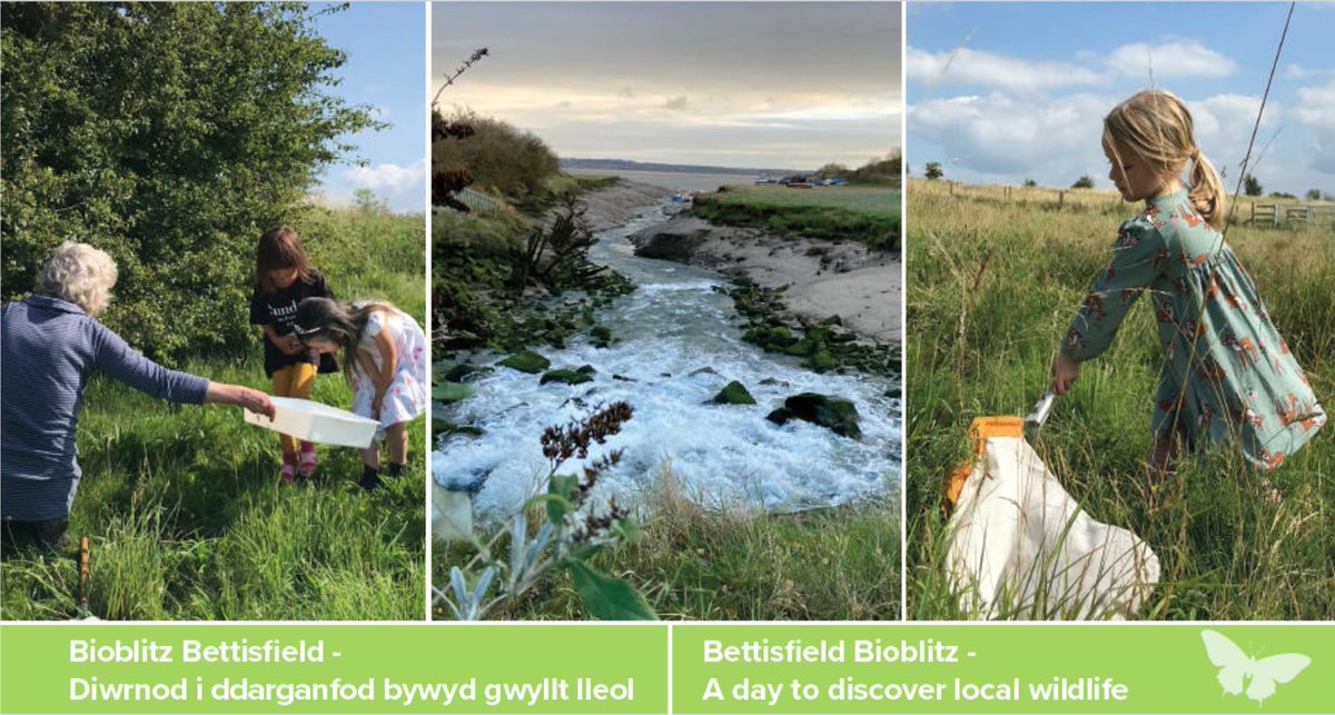 FCCcountryside's tweet photo. A day to discover local wildlife 
🐜🦋🌺🦟🐌🪰🪱🦎
Diwrnod i ddarganfod bywyd gwyllt lleol

https://t.co/6EPLeletQ7 

#volunteers #rangering #coast #gwirfoddoli
#swyddogionmaes #arfordir #cefngwlad #countryside  #bioblitz #NoMowMay #biodiversity #disovernorthwales #thisismywales https://t.co/aT9b2Y2zNr