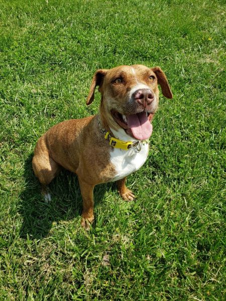 Daizey is an affectionate girl, who can be found near Hawk Point, MO! Daizey is a Terrier mix, who's spirit animal is a kitty cat. #Terrier #mixedbreed #mutt #dogsoftwitter #rescue #adopt #dog #HawkPoint #Missouri #MO petfinder.com/dog/daizey-555…