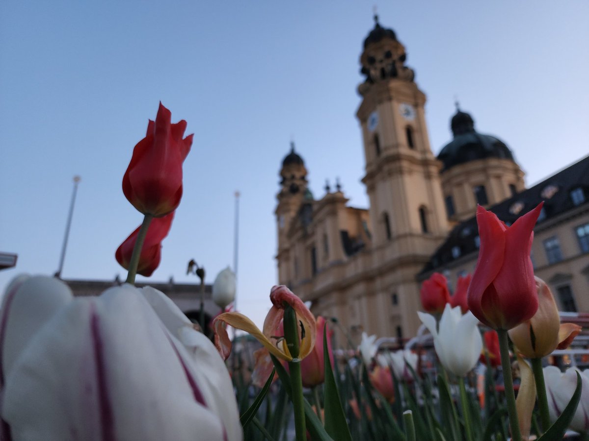Munich is hotter than expected 😂 tulips everywhereeee