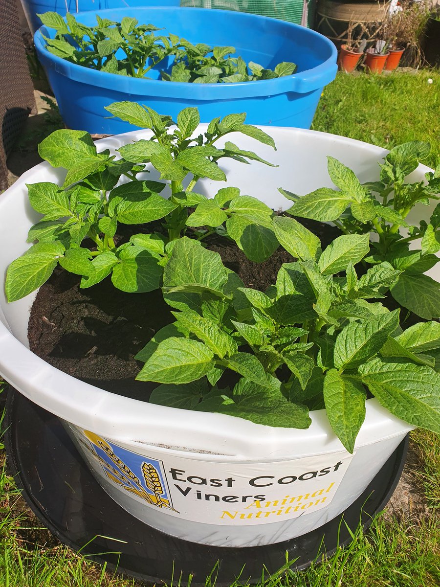Rob messaged to say his tatties have come through and mine are now uncovered.  I'm still keeping an eye on the weather though, as if there are any late frosts forecast I will need to cover them!

#RHET #mccainfoods #scanstone #eastcoastviners #education  #foodandfarming #potatoes