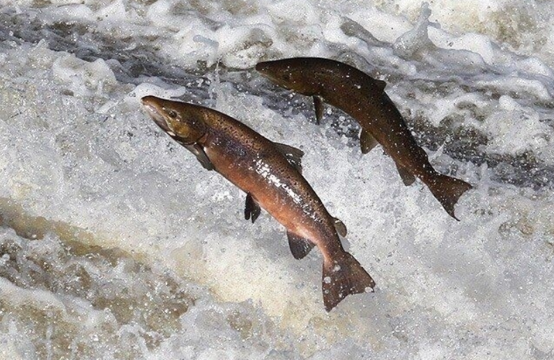 MSA Principal Investigator Colin Bull will be representing the MSA at the second WKsalmon series of workshops and co-chairing the international event alongside Glenn Nolan, Marine Institute, Ireland. 
Find out more: bit.ly/3srnT7D